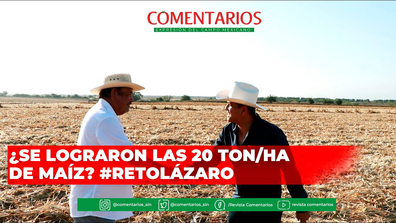 Trilla de ¿20 Toneladas de maíz por hectárea?