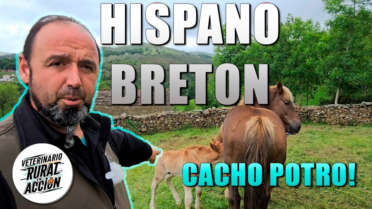 🐴HISPANO-BRETÓN🐴 La tratamos tras parir un potro enorme