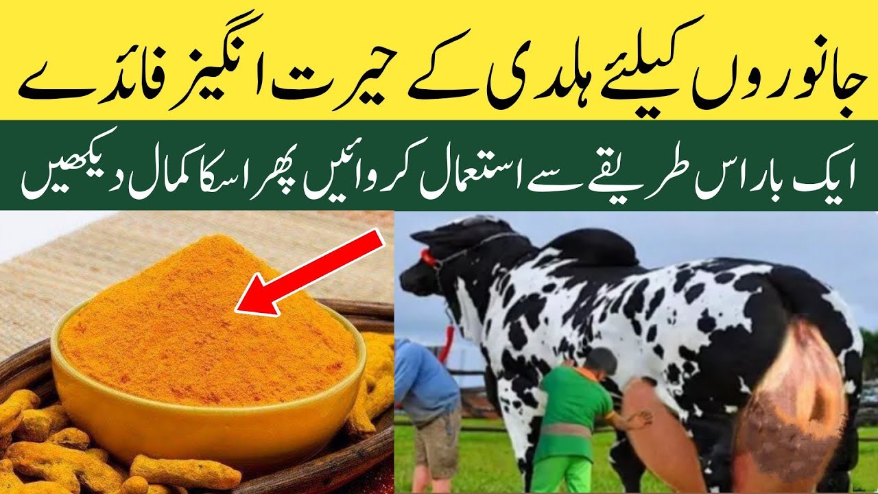 Haldi ( Turmeric ) benefits for cows and buffaloes | Dairy Farming in Pakistan