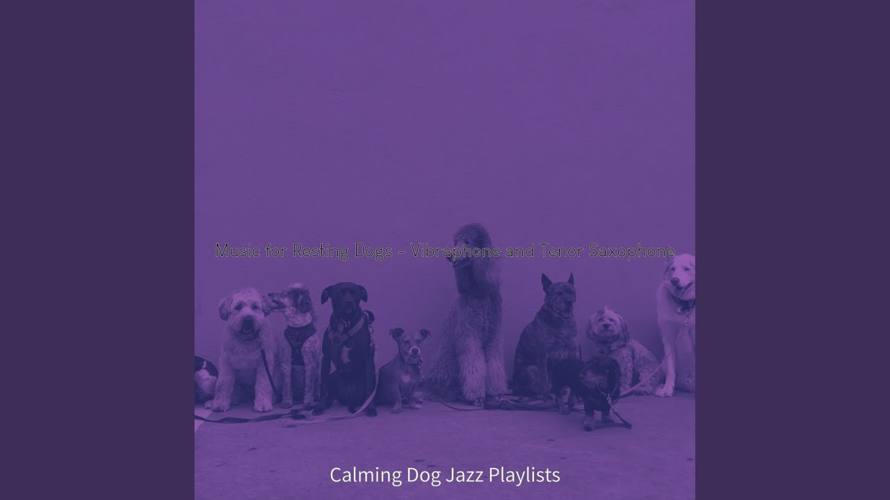 Distinguished Ambience for Training Dogs