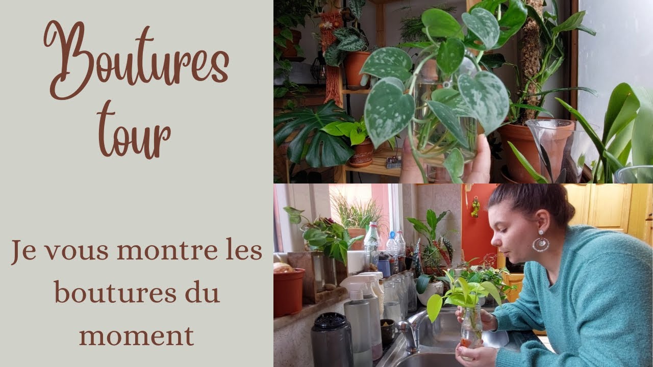 Boutures tour 🌱 | toutes mes boutures de plantes d'intérieur