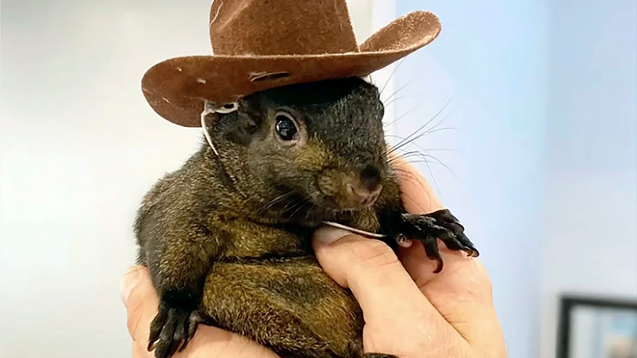 The man who took in orphaned Peanut the squirrel says it’s 'surreal' officials euthanized his pet