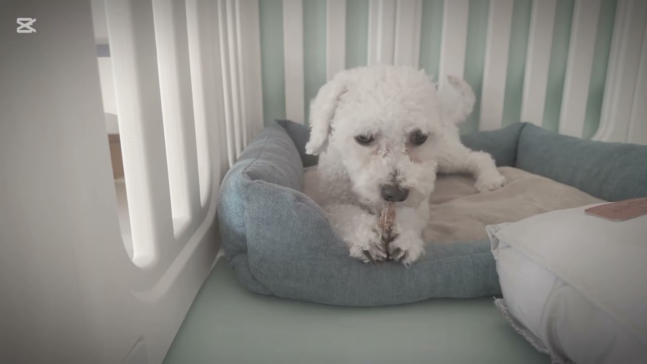 [Dearie N Family] Eating Series #6: Coco (Age 2) — How to Open Your Own Doors 🐾🔐