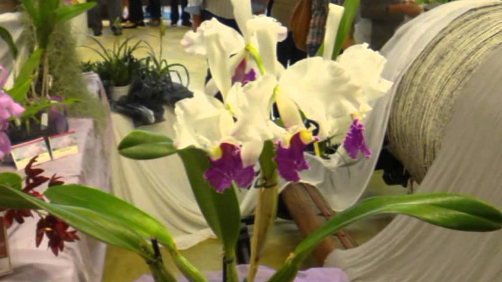 mostra di orchidee,Minghi in decenni