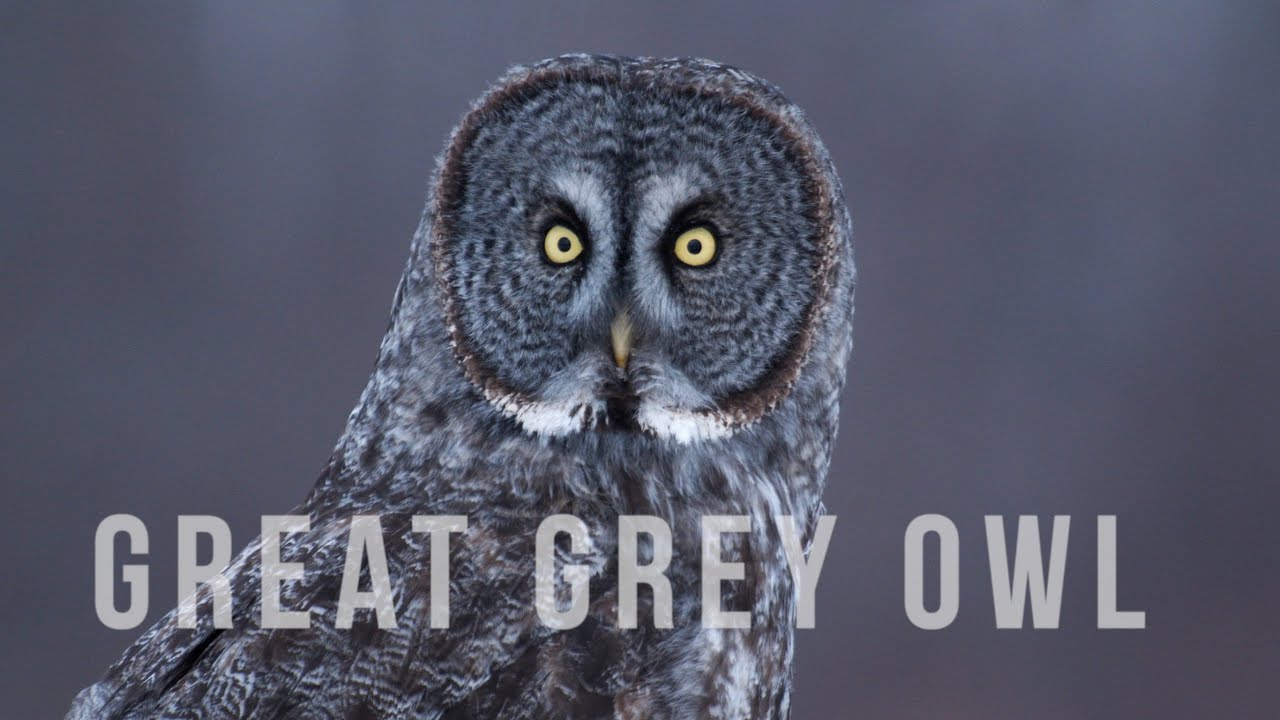 Great Grey Owl