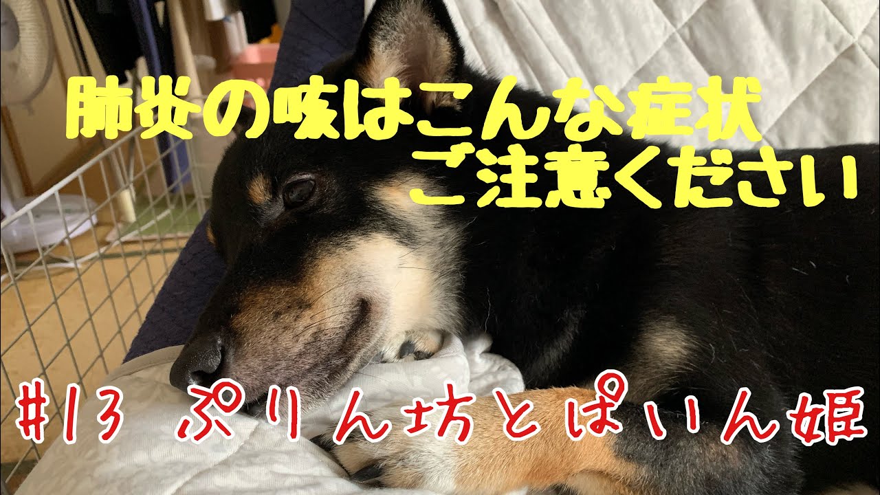 病院の先生に説明するために咳で苦しむ様子を撮った結果大変な事態だった。【気管支肺炎】【柴犬多頭飼い初心者】