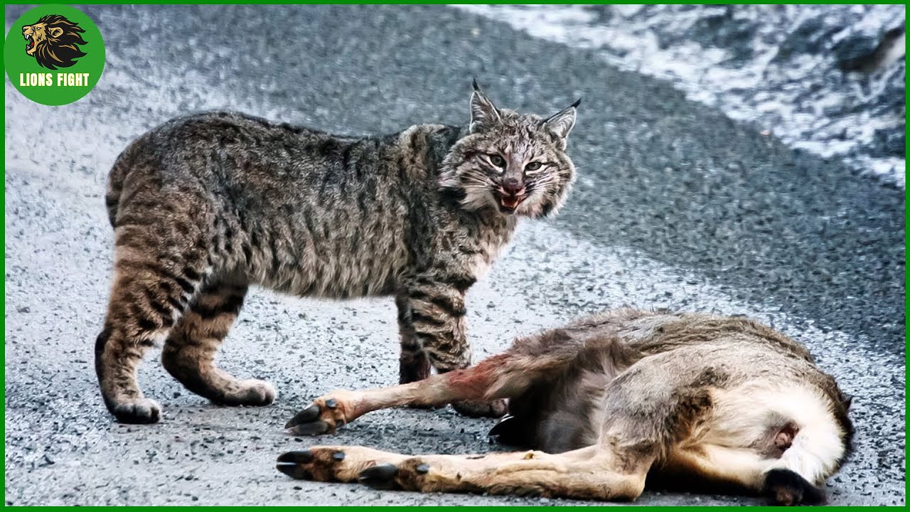 Incredible Wild Cat Attacks You Won't Believe Were Caught on Camera | Animal Fight