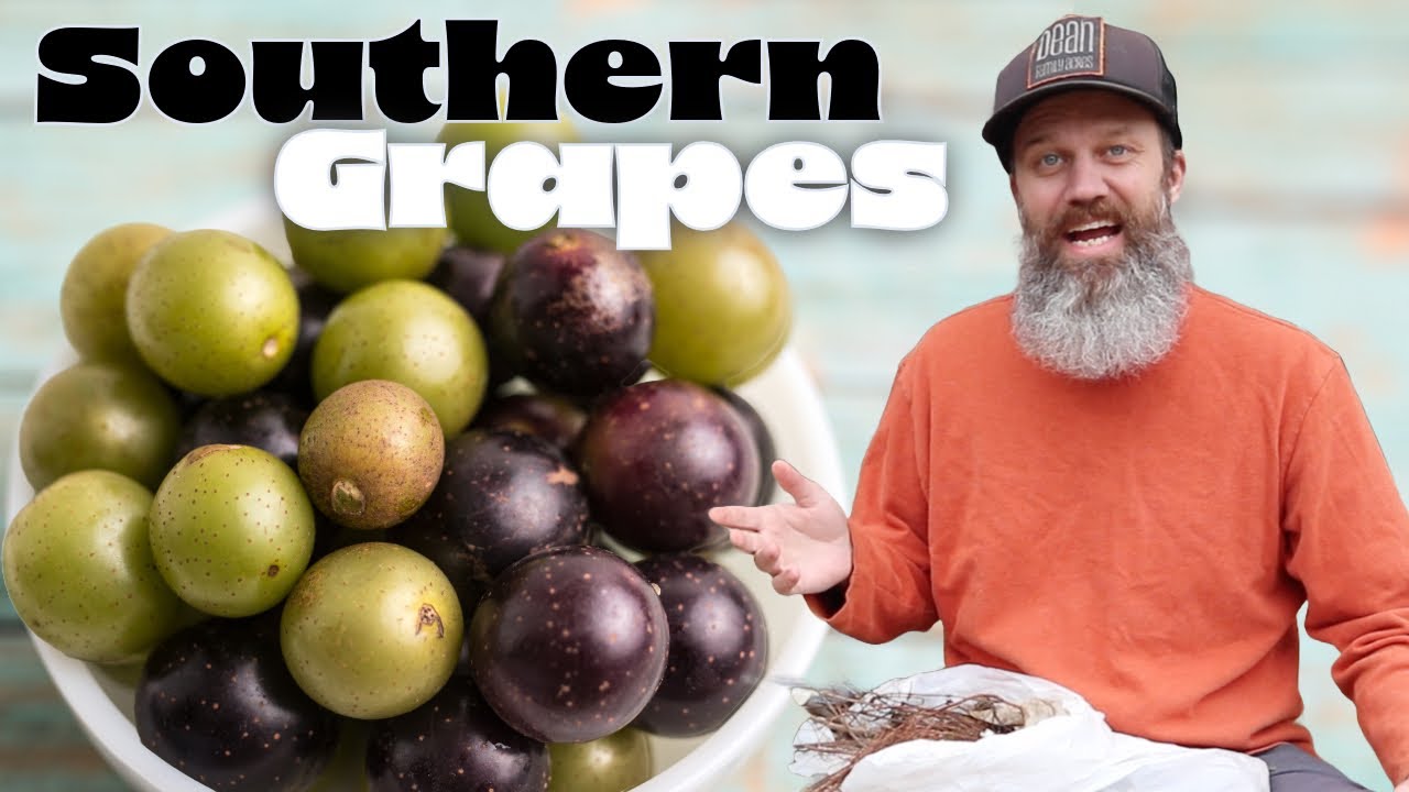 Backyard Vineyard: Planting Delicious, Dixieland, Fry & Lane Muscadines in Zone 8a - EP 209