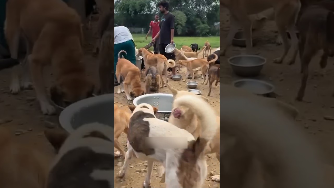 What is happening with stray dogs in Delhi ( Save street dogs in Delhi )