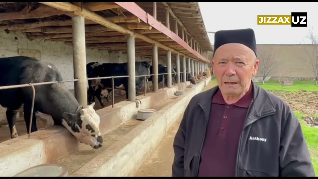 Viloyat hokimining har bir fermer – ikki bosh novvos bo‘qish bo‘yicha tashabbusi samara bermoqda
