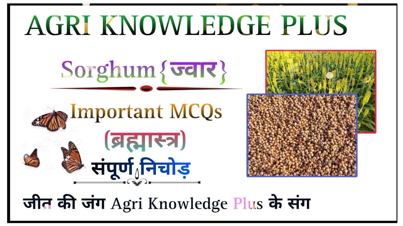Agronomy Lecture -1|Sorghum Jwaar|For All Agriculture Exams| UPTGT PGT Agta Cane Supervisor#uptgt