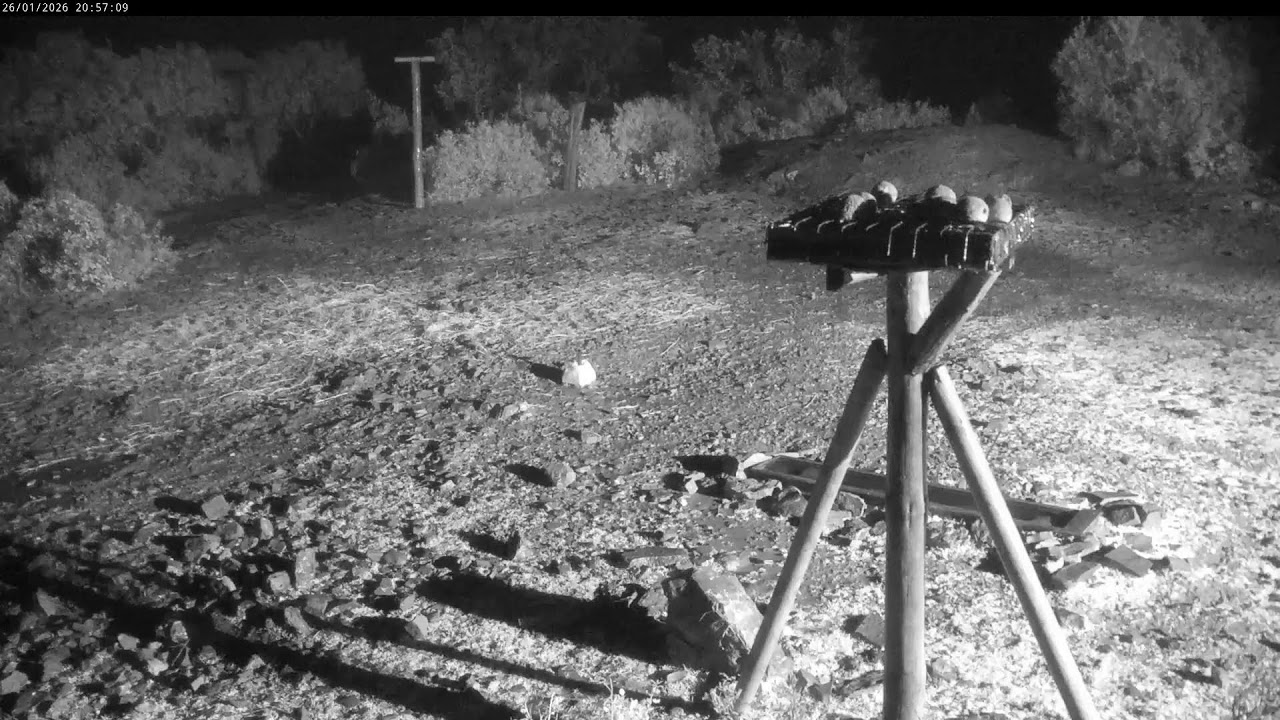 Emisión en directo Territorio Lince