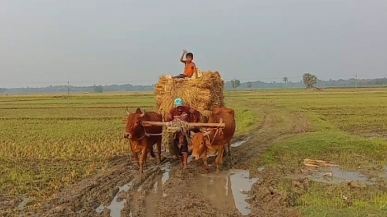 The Ancient Art of Paddy Loading with Bullock Carts | Traditional Farming Methods