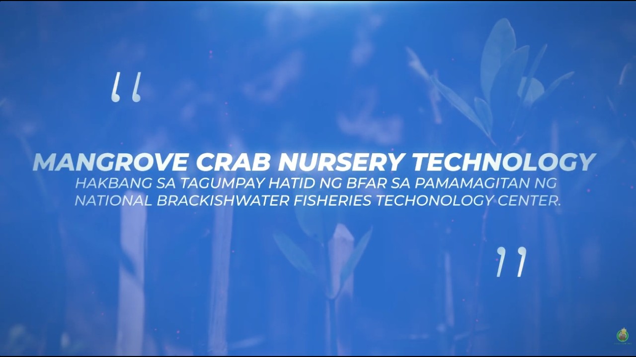 DA-BFAR's Mangrove Crab Nursery Technology: Hakbang sa Tagumpay (NBFTC)
