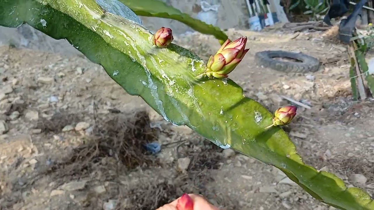 los primeros botones florales del 2024 y nuevas variedades de pitahaya