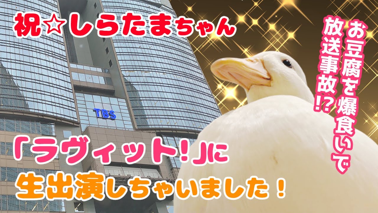 【祝】しらたまちゃんが「ラヴィット！」生出演しました‼【コールダック】