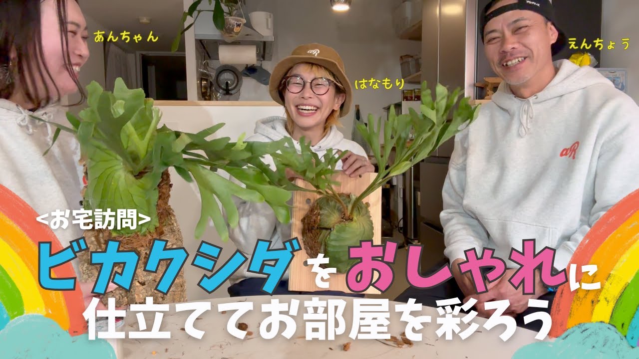 お宅訪問 ビカクシダをおしゃれに仕立ててお部屋を彩ろう
