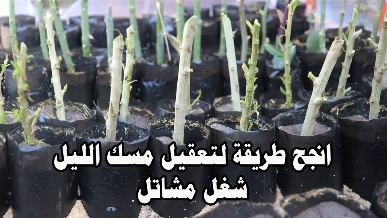 طول عمرنا بنعقل مسك الليل غلط شوف الطريقة الصحيحة شغل الانفاق الضبابية شغل المشاتل( الجزء الاول )