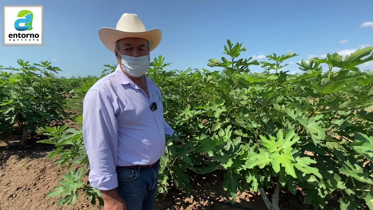 Crece cultivo de higo en el norte de Sinaloa