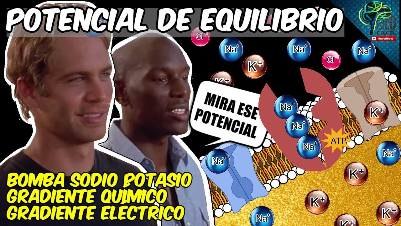 POTENCIAL DE REPOSO 🧠 Y BOMBA SODIO POTASIO 💣 EXPLICADO FÁCILMENTE | RESUMEN PASO A PASO 😀