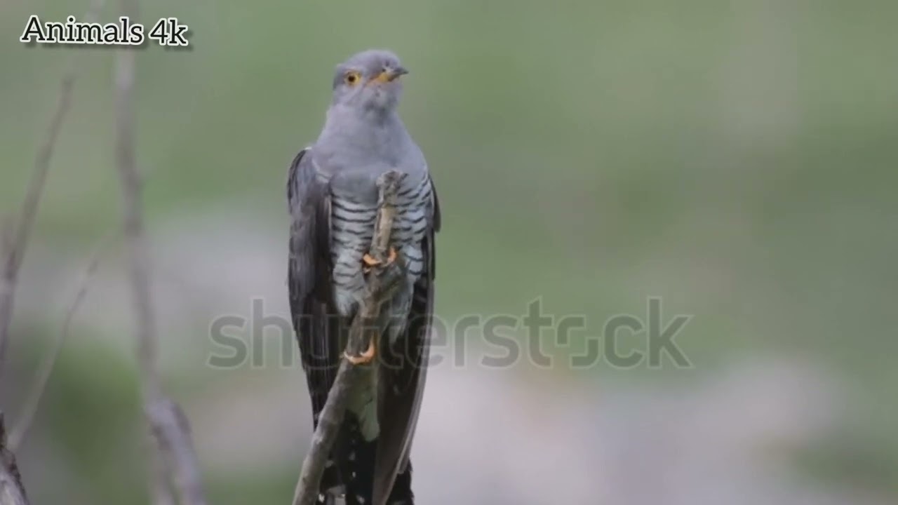 Familiar Birds sounds is so peacefull