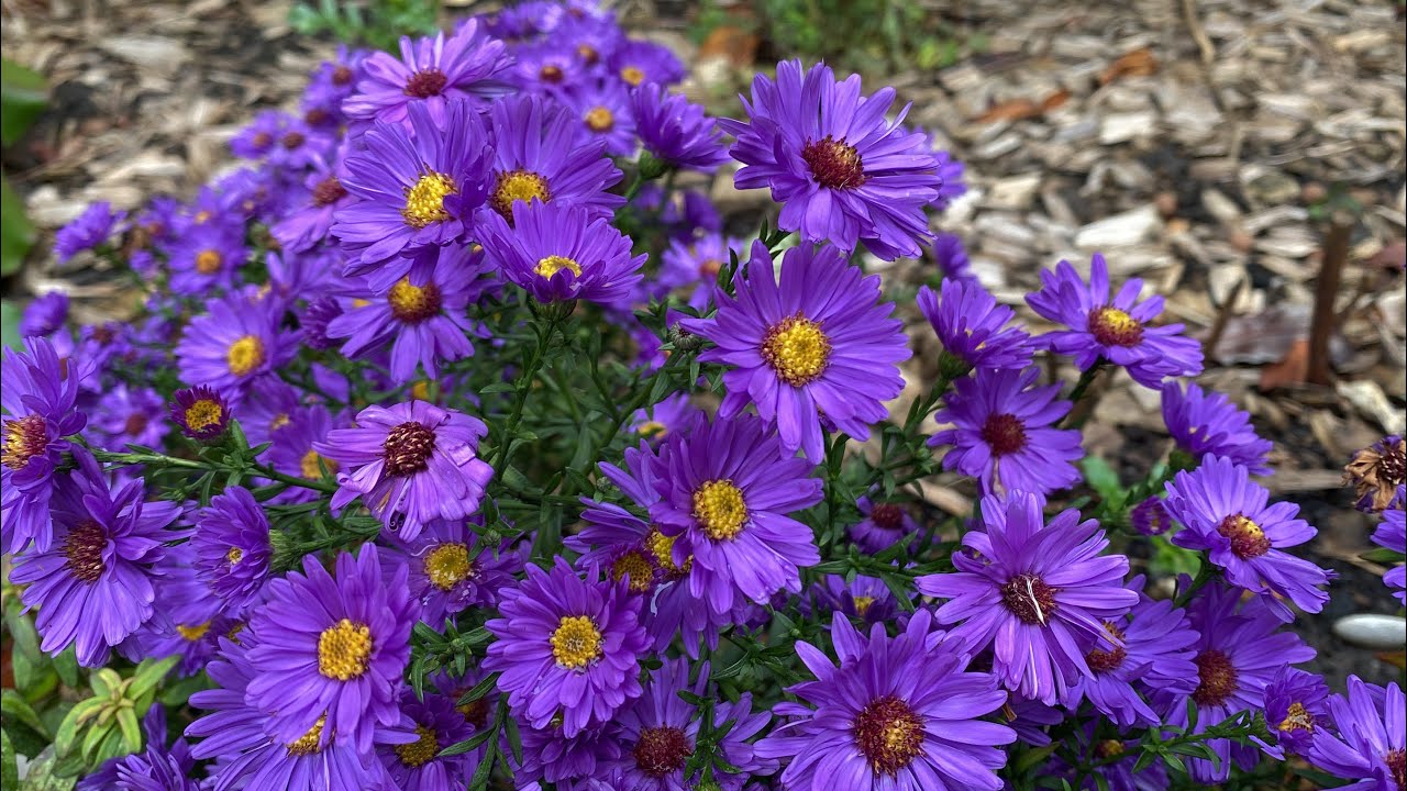 Cuidados de Aster flor - Cielo estrellado - Margarita de invierno