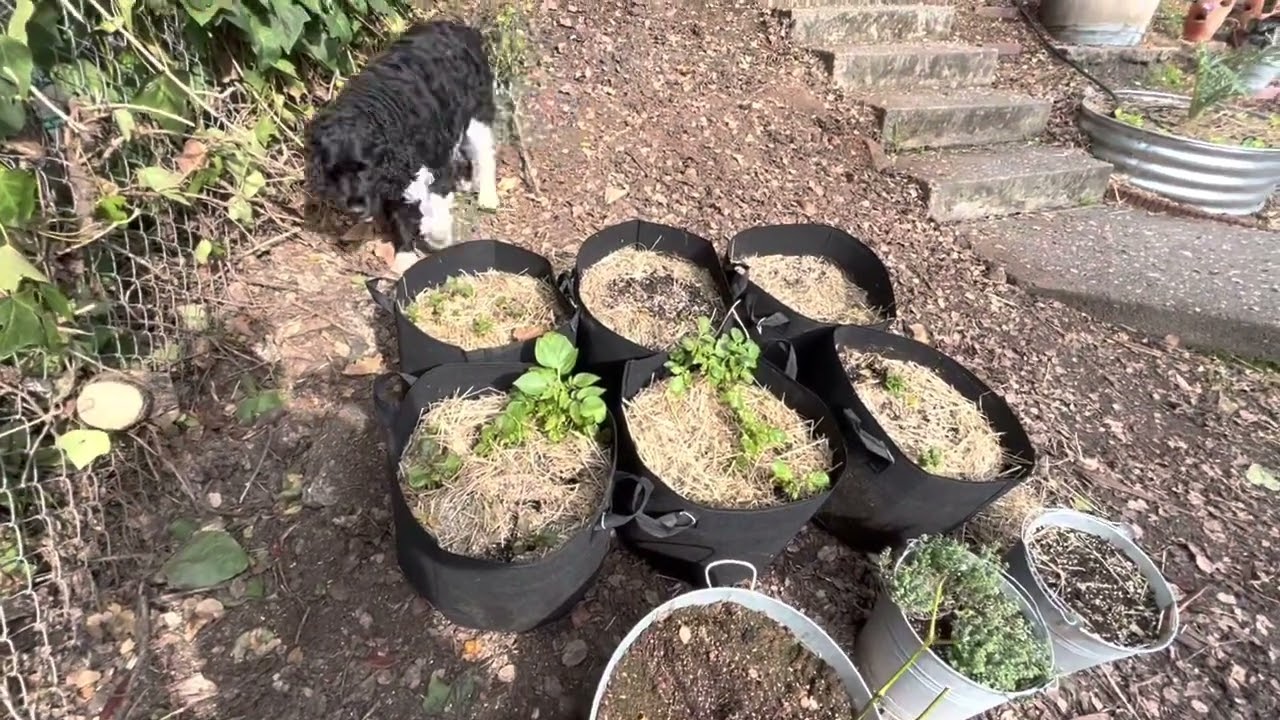 Full Garden Tour Oakland Ca Zone 10a