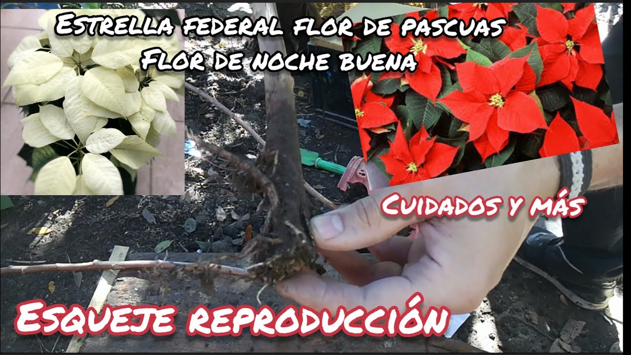 esquejes reproducción fácil estrella federal flor de pascuas flor de noche buena cuidados y más 🤗