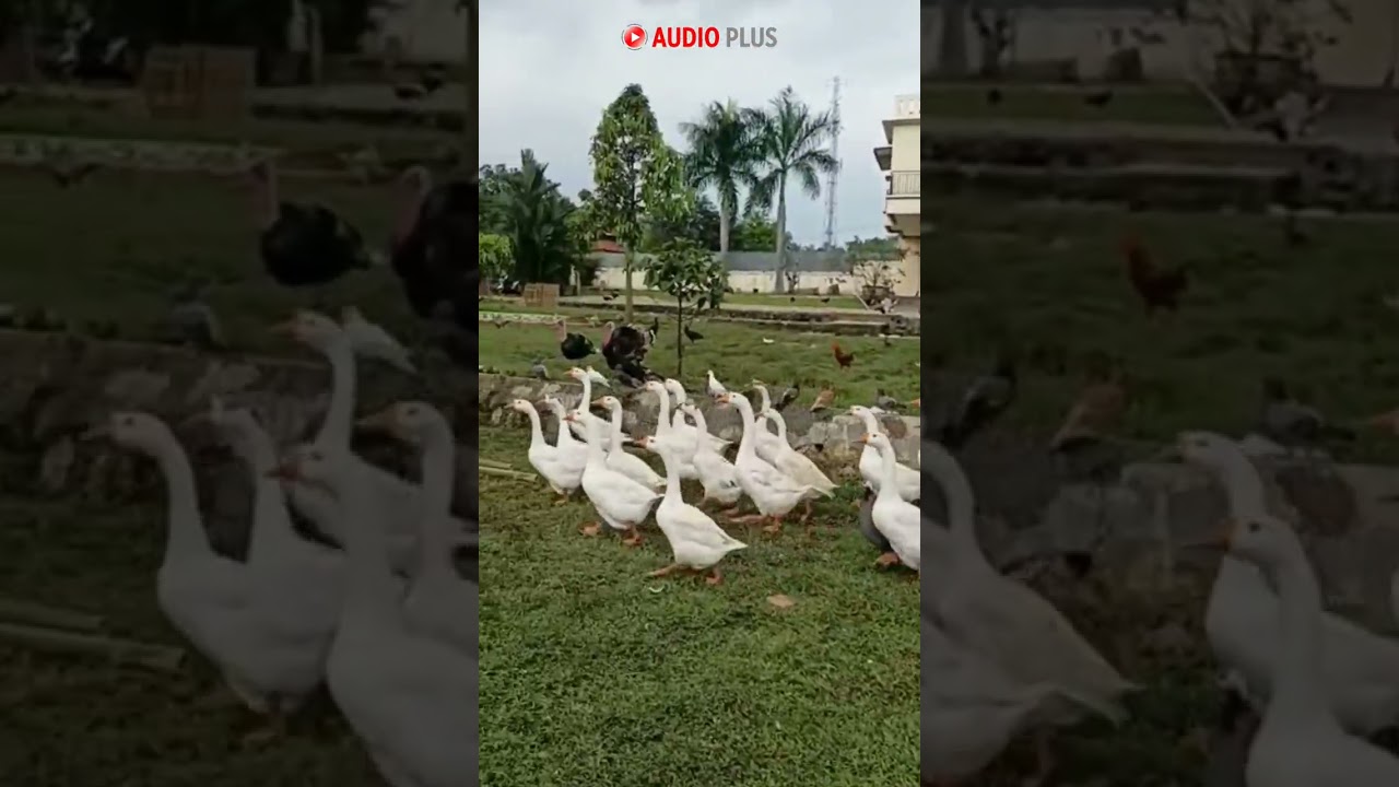 SOANG !! ANGSA PUTIH