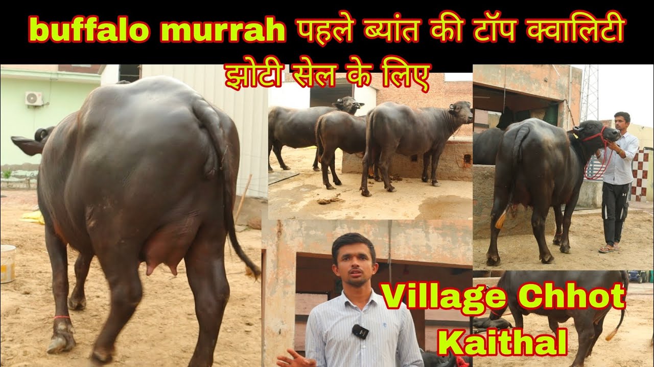 क्या जबरदस्त murrah buffalo पहले ब्यांत में बिक्री के लिए उपलब्ध  Village Chhot Kaithal