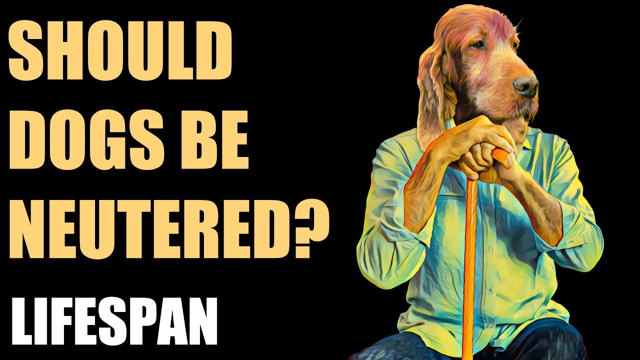 The risks and benefits of neutering dogs - Part 4 - Lifespan