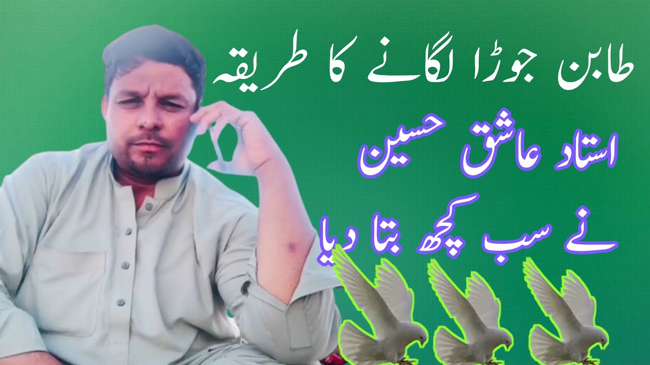 How to pair Ustad Ashiq Hussain | Sialkoti Pigeon