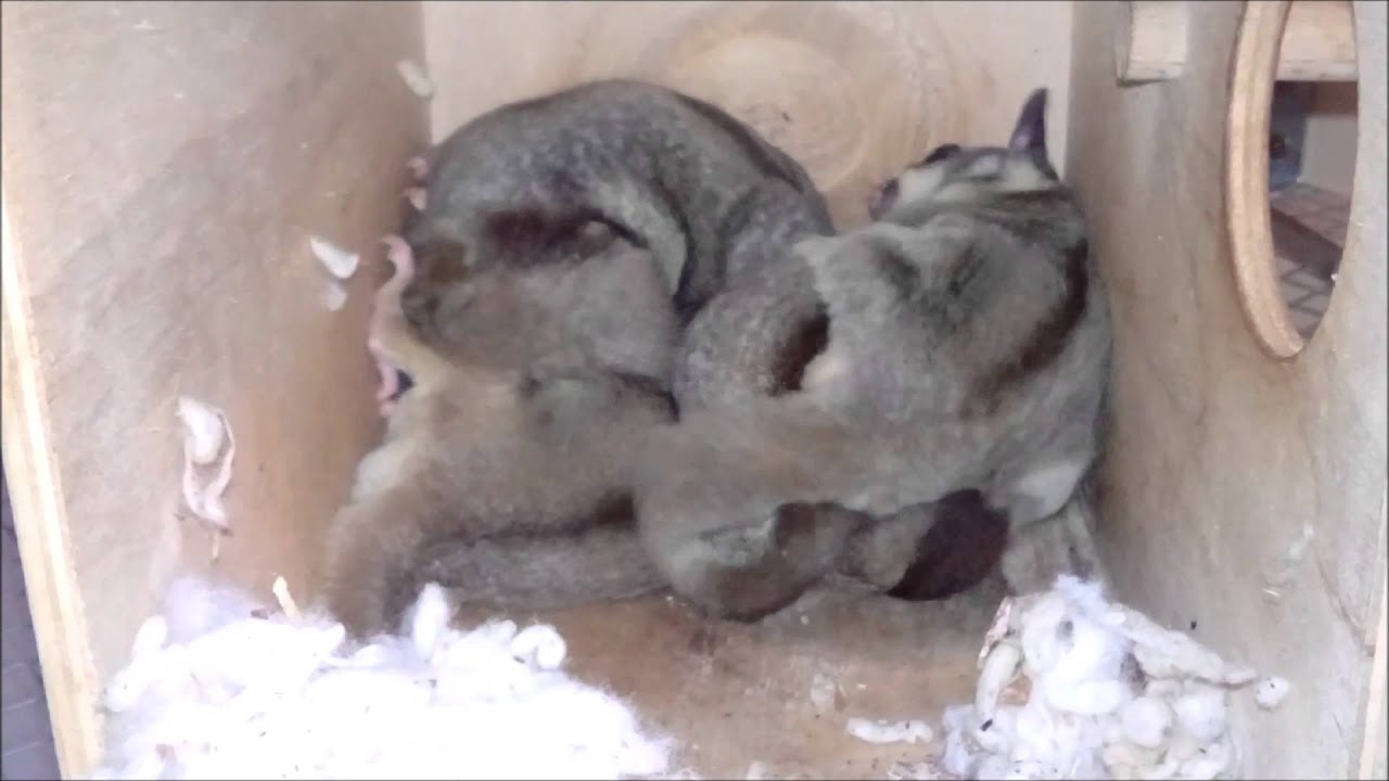 Unboxing Sugar Gliders -  lotopałanki