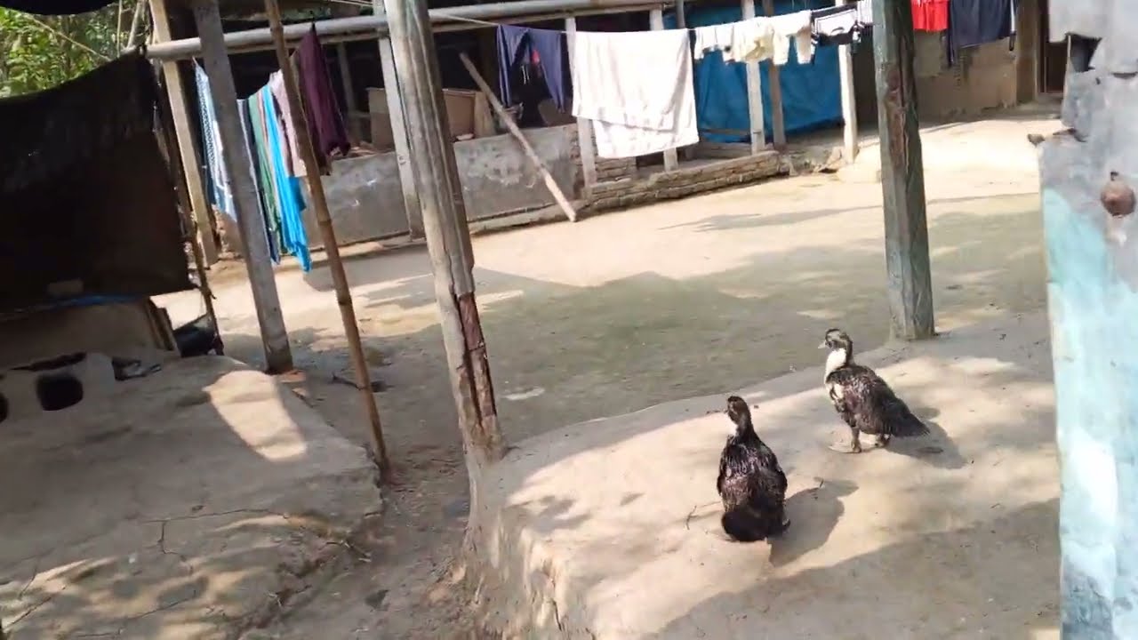 ১০ শতাংশ জমি সহ বাড়িটি বিক্রয় হবে | জমি বিক্রয় | জমি বিক্রি | jomi bikroy | jomi bikri | land sell