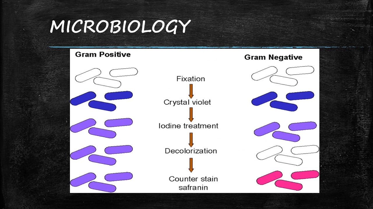 CIC Study Guide Series 1 Microbiology