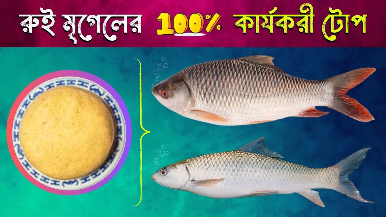 ১০০% কার্যকরী রুই মৃগেল মাছের টোপ তৈরি করুন সহজেই । Make 100%  Rohu and Mrigal Carp Fishing Bait