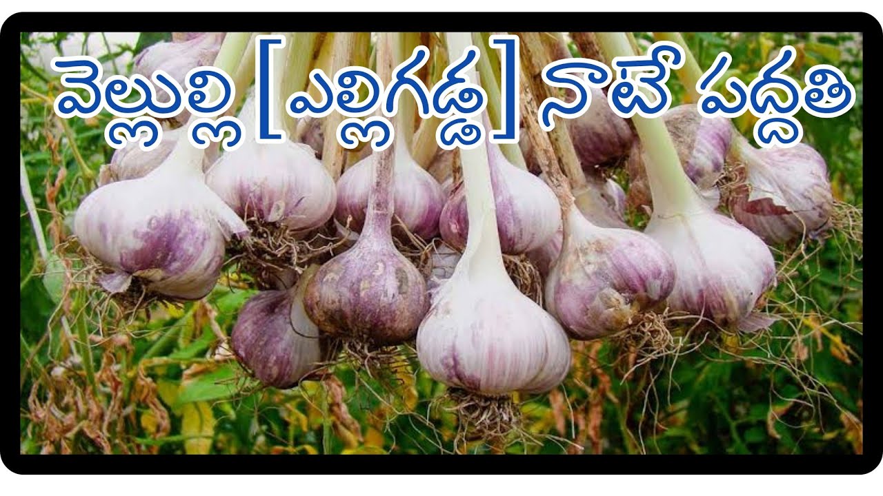 వెల్లుల్లి (ఎల్లిగడ్డ) నాటే విధానం ||  Garlic Seed Plantion || MPMV