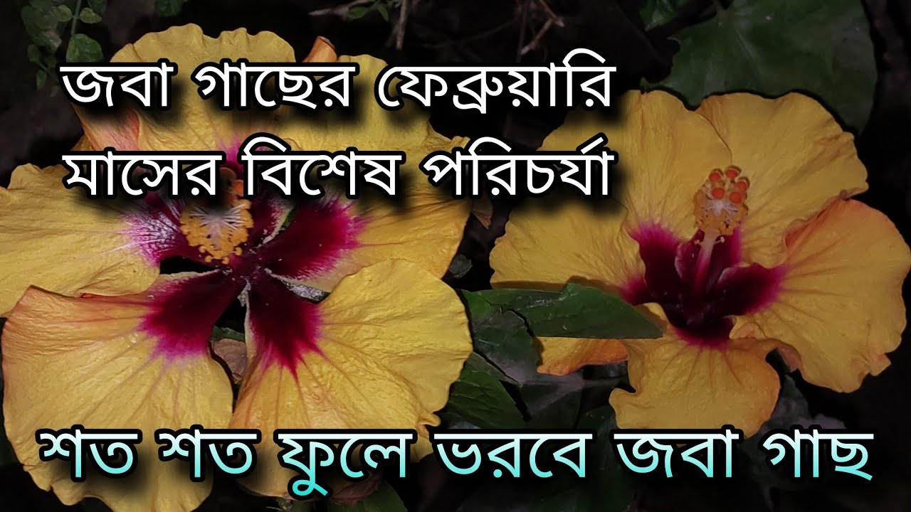 জবা গাছের ফেব্রুয়ারি মাসের বিশেষ পরিচর্যা / শত শত ফুলে ভরবে জবা গাছ