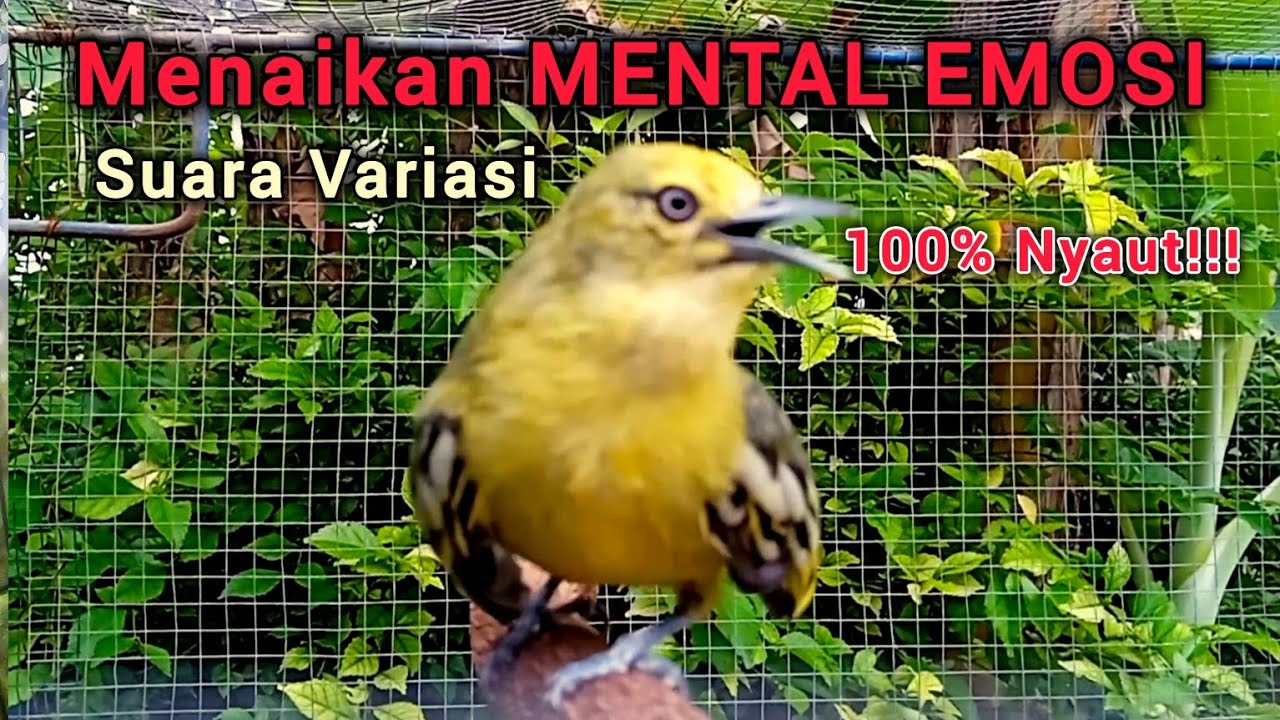 Suara sirtu gacor full variasi AMPUH menaikan mental EMOSI Sirtu bahan agar gacor