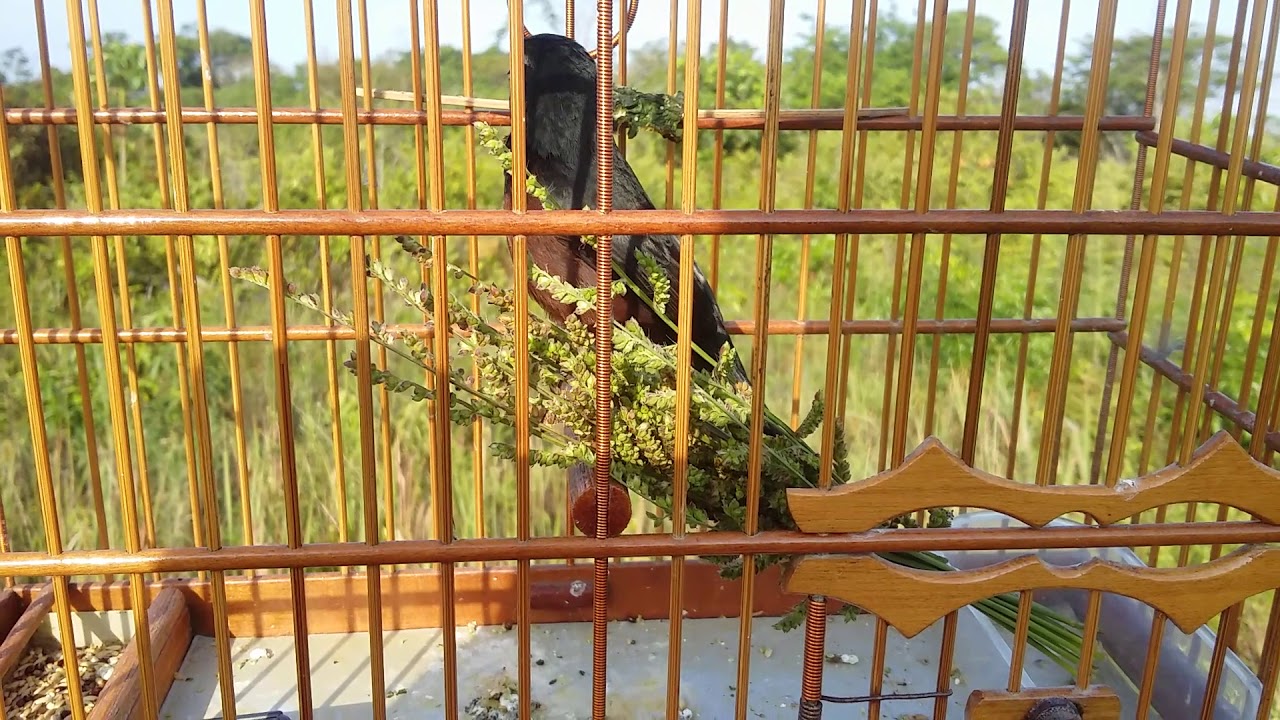 Curi&oacute; canto selvagem par&aacute;