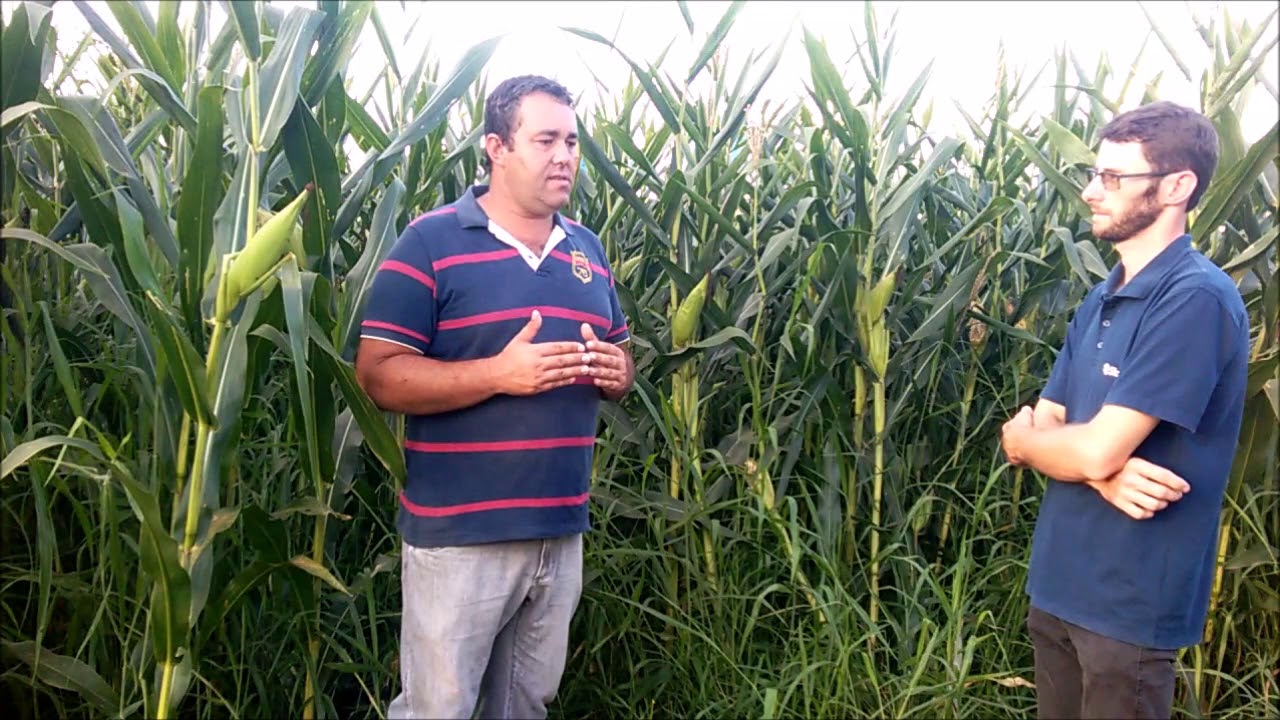 Consórcio milho e brachiária