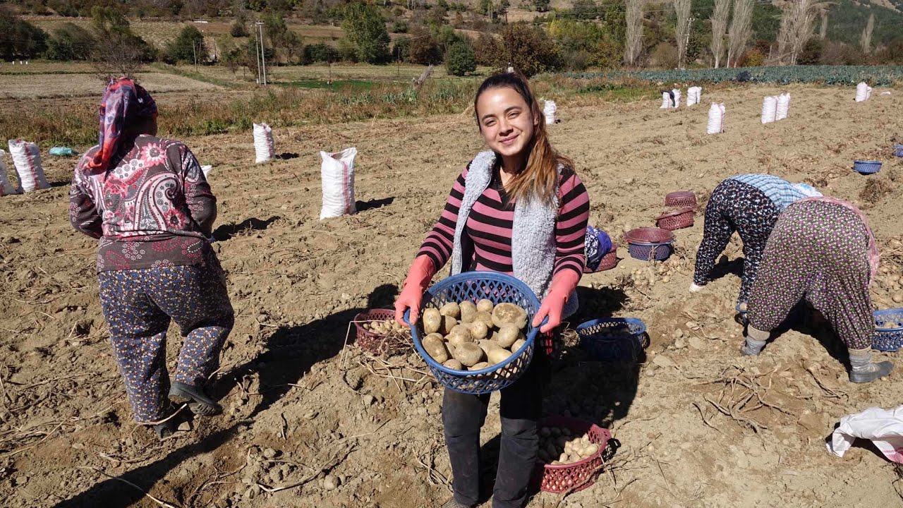 Patates Hasadı - 2017 Bozdağ Yaylası