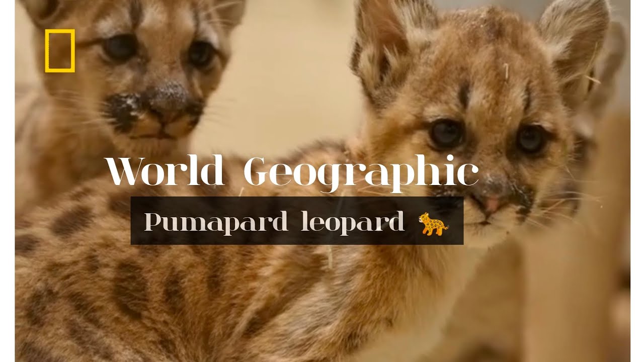 Pumapard Leopard - Vulnerable leopard of United States, Germany 🐆 #wldGeo #pumapard #leopard
