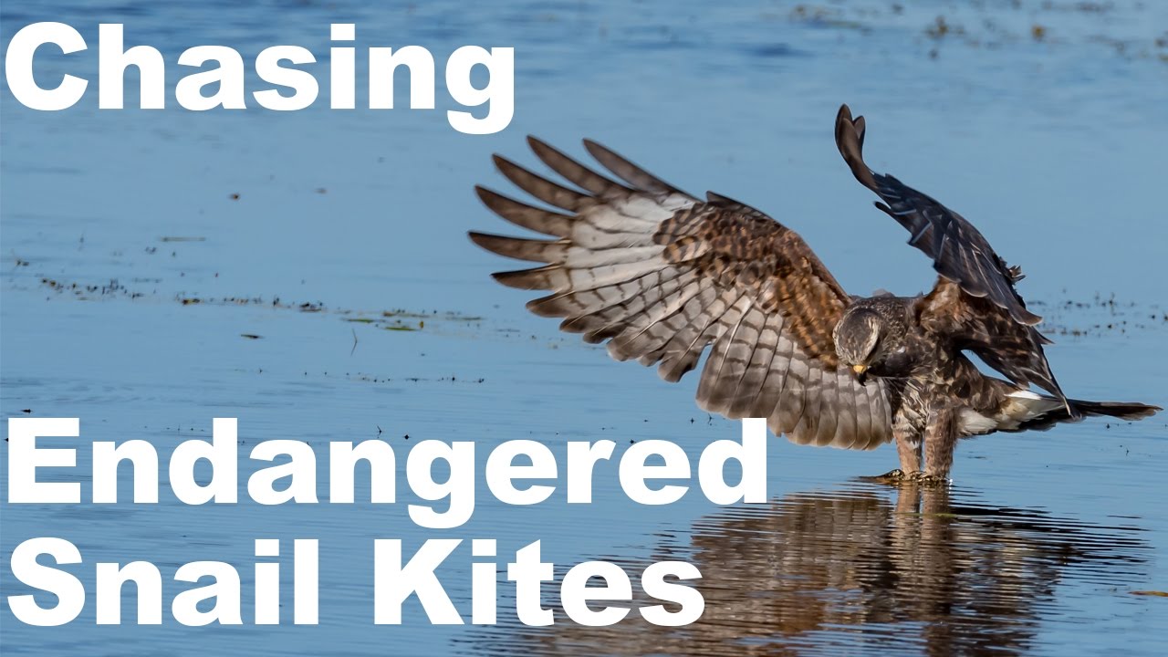Nikon D500 - Chasing Endangered Snail Kites - Wildlife Photography