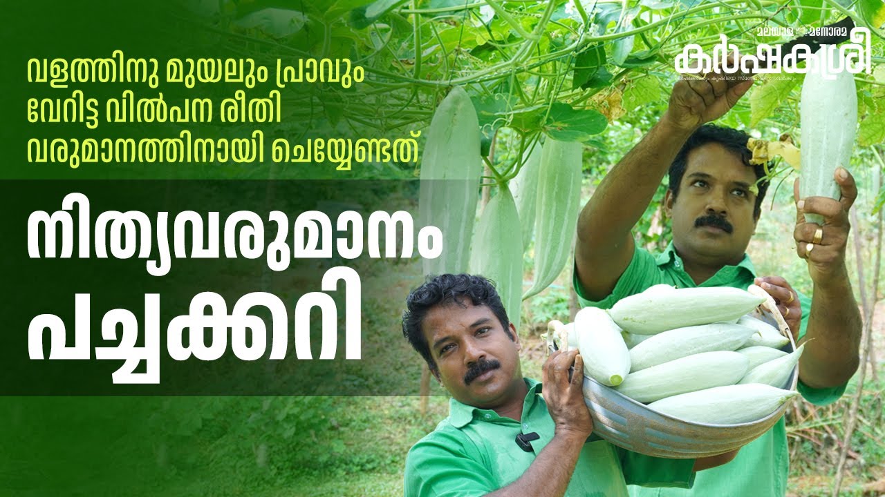 വളത്തിനു മുയലും പ്രാവും; പച്ചക്കറി നൽകും ദിവസം 1000 രൂപ; നേട്ടമായി വേറിട്ട വിൽപന