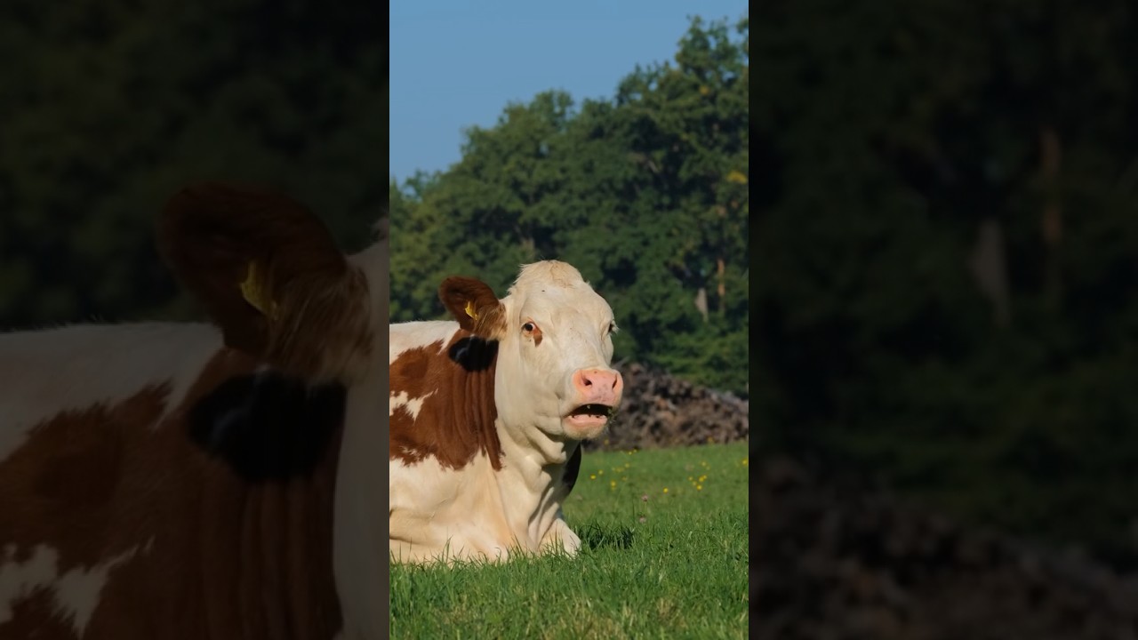Cow sounds #cow #animaldocumentary #animal #housecow #cowsound