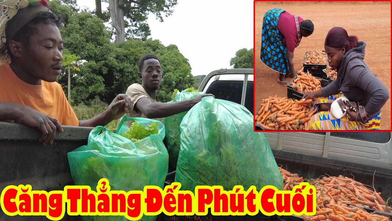 How Much Did Tom Make On His Last Carrot Sale || Tony Phong African Life