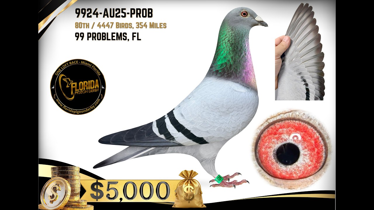 AU25 9924 PROB  &ndash; 80th Place Final Race $5,000 Winner | Florida Pigeon Derby