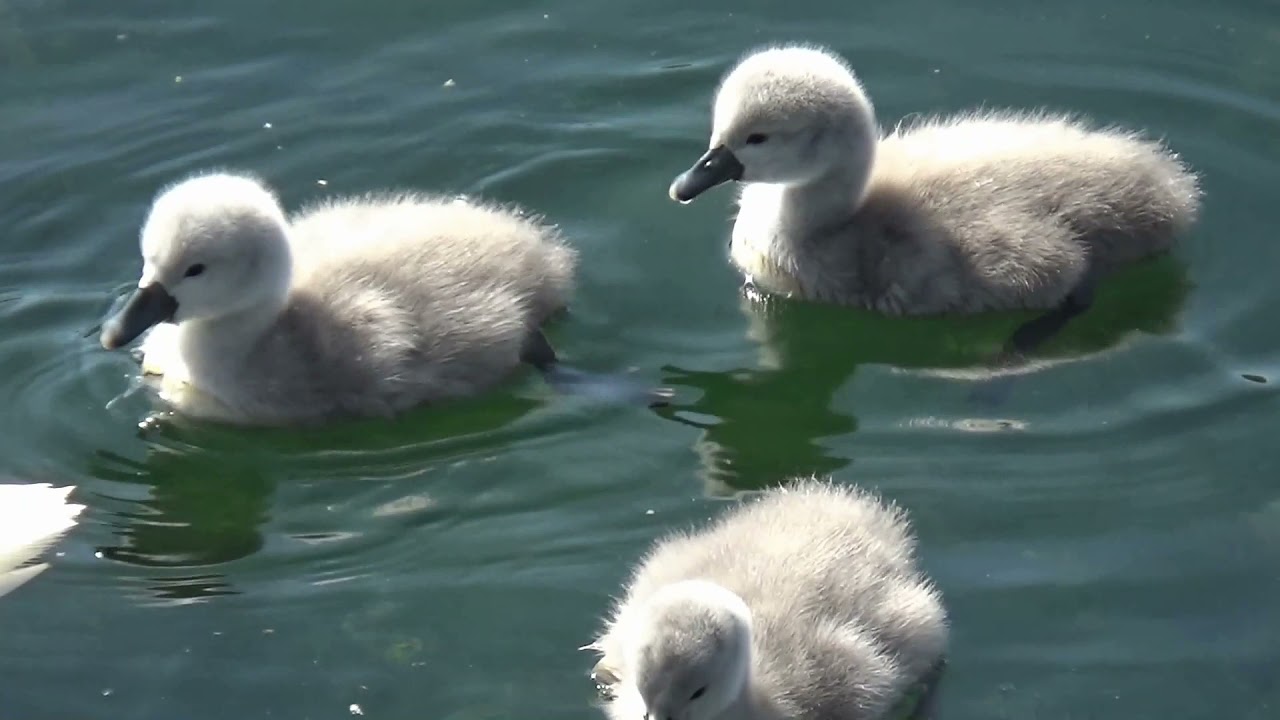 CYGNES et CYGNEAUX.  Naissance.