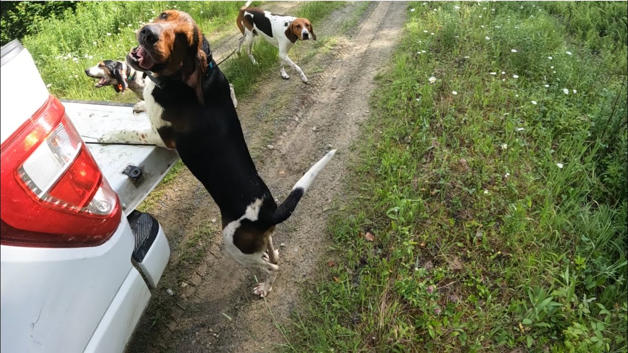 Training Bear Hounds (first day of the season)